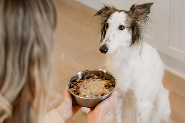 What Is The Best Kibble For Dogs?