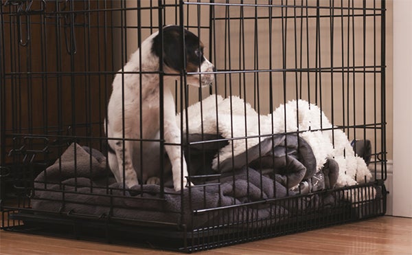 puppy in crate, Preparing Your Home for a New Puppy