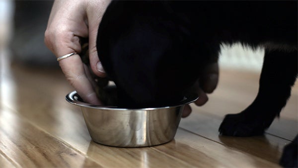 puppy eating from silver food bowl, Preparing Your Home for a New Puppy