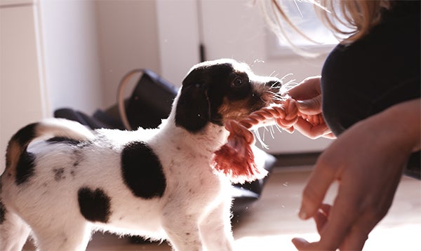puppy playing with rope toy, Preparing Your Home for a New Puppy