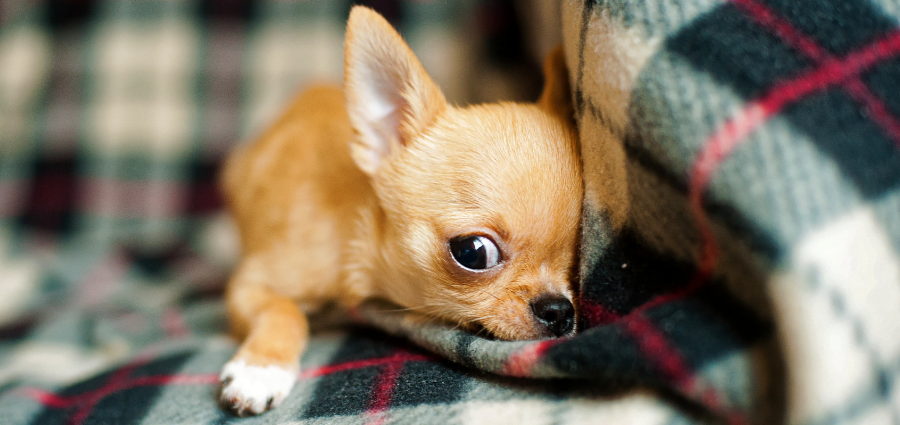 Fun Facts About Chihuahuas