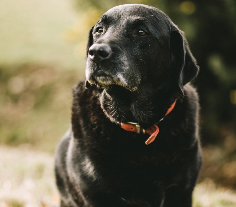 Taking Care of a Senior Pet, senior dog food, healthy dog food, wet dog food, dry dog food 
