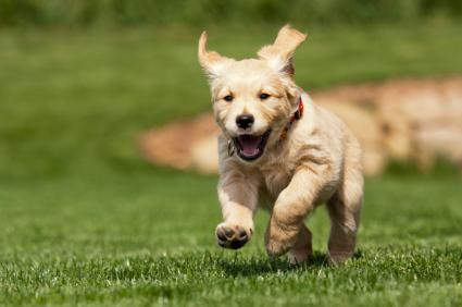 Dog Running