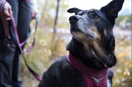 Dog hiking Wellness CORE