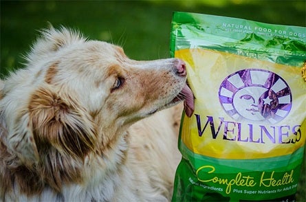 Taking Photos with your dog. 6 Ways To Celebrate National Dog Day