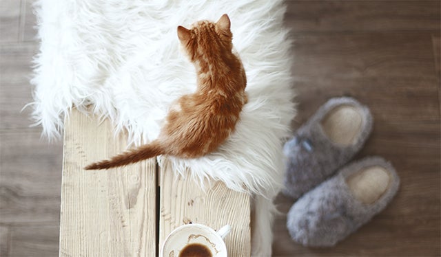 cat on top of table