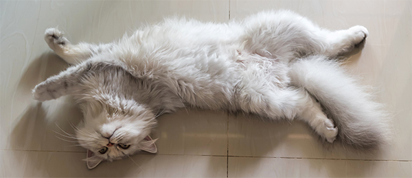 Relaxed cat showing their belly