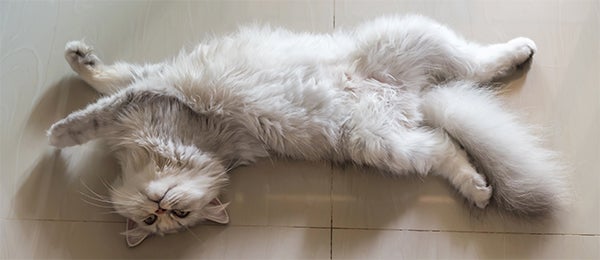 Relaxed cat showing their belly, Most Common Cat Behaviors Explained, cat food, healthy cat food, wet cat food, dry cat food