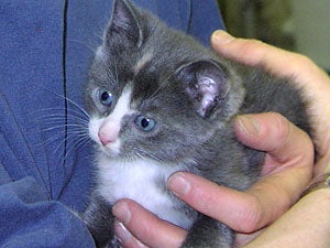 5 Tips for Socializing Your New Kitten