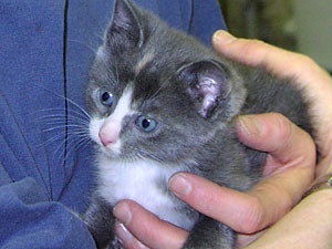 socializing a kitten