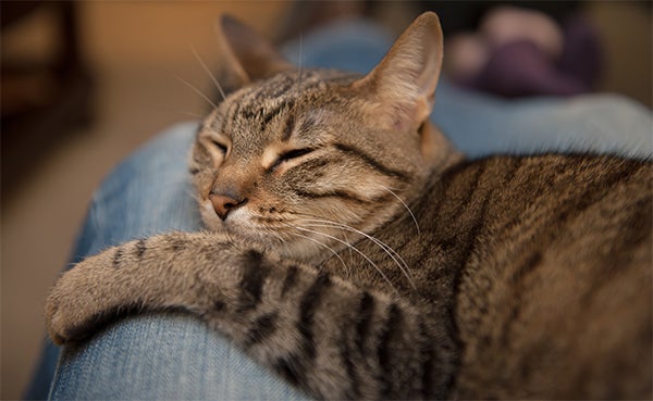 cat showing affection by sleeping on someones lap, Most Common Cat Behaviors Explained, cat food, healthy cat food, wet cat food, dry cat food