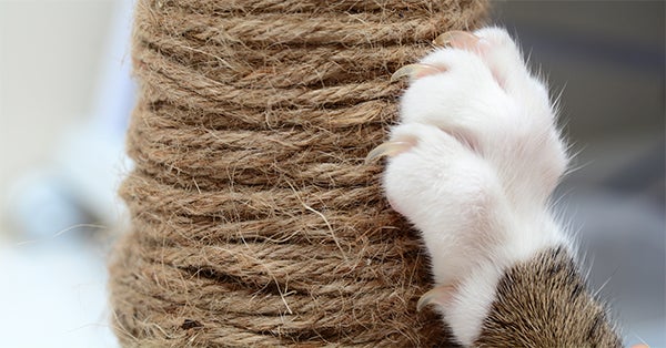 cat scratching pole instead of scratching furniture, Most Common Cat Behaviors Explained, cat food, healthy cat food, wet cat food, dry cat food