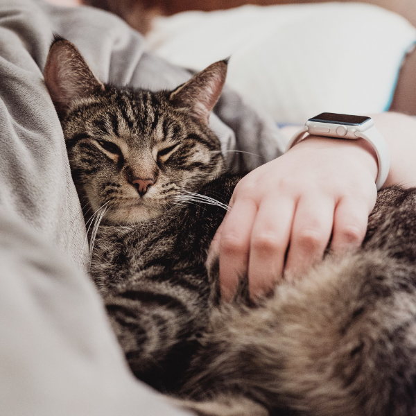 cat snuggling with person