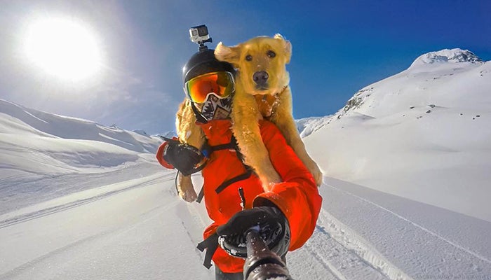 andrew muse, How to Ski and Snowboard With Your Adventure Dog