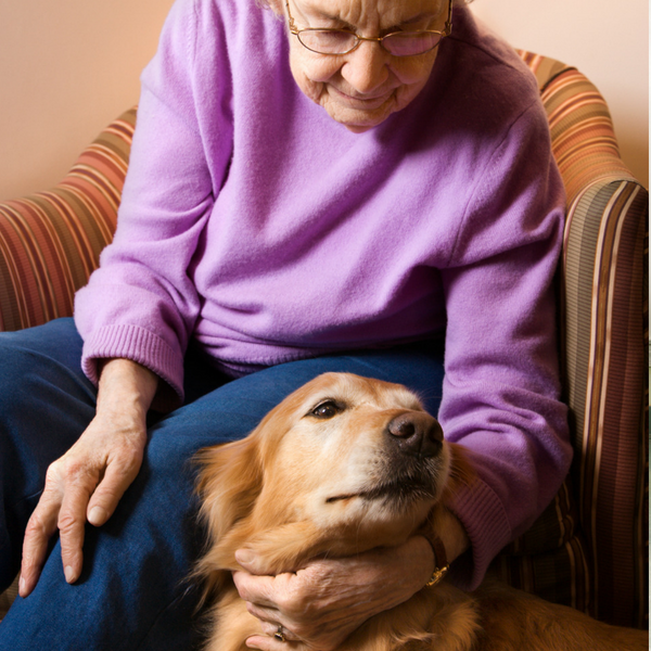 assistance dog