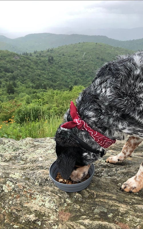 National Mutt Day : Adopting Japhy