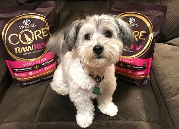 Small Breed dog with Wellness CORE RawRev