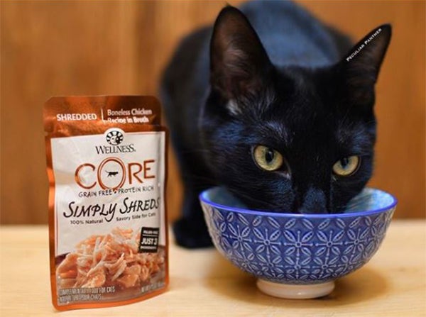 cat mealtime, Types of Stress in Cats