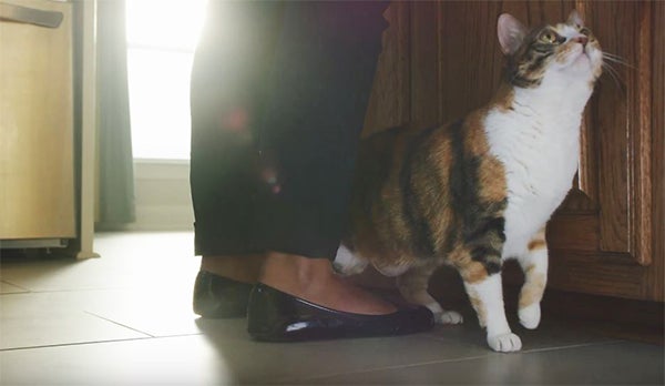 cat in kitchen