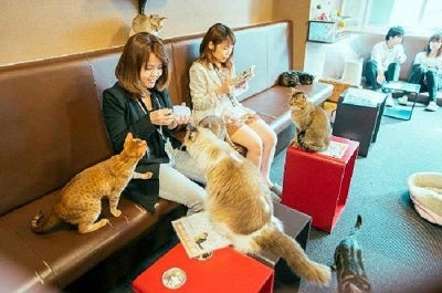 Cat Café