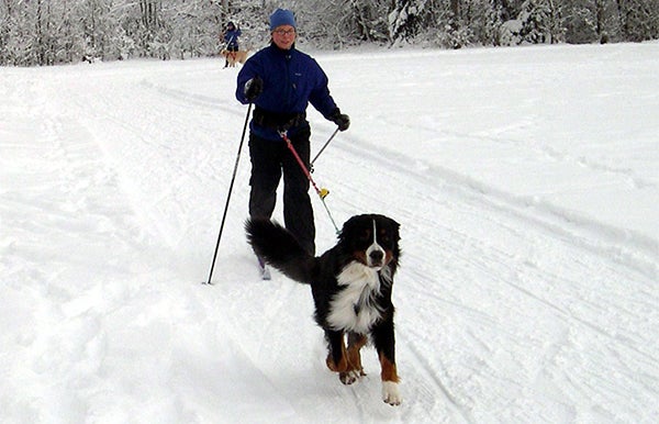 skijoring, dog food, cat food, wellness pet food, healthy pet food, healthy dog food