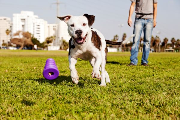 pit bull kdog running playing