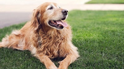 Dog Panting - How to Keep Your Pet Comfortable and Safe in the Summer Months