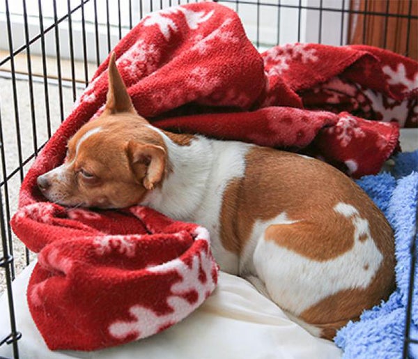 Dog snuggling in crate