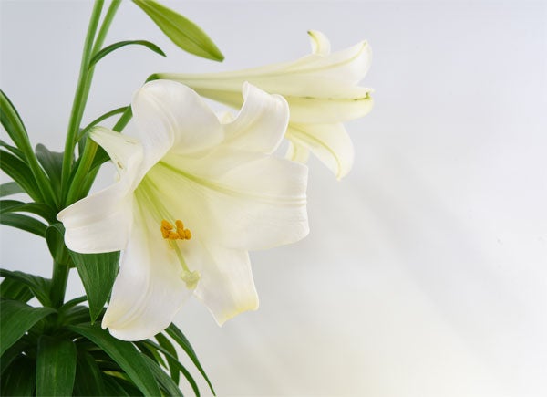 Easter lilies. Top 5 Easter Hazards for Pets. Wellness Pet Food, dry dog food, wet dog food, healthy dog food.