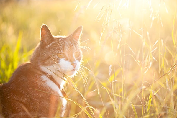 cat in grass