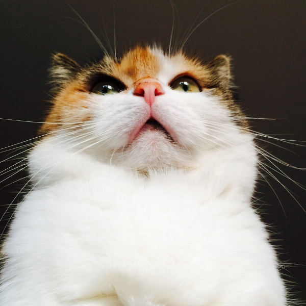 talking cat, 10 Signs Of A Healthy Cat To Look For