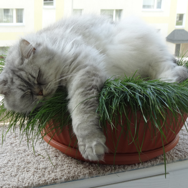 long haired gray cat sleeping in plant