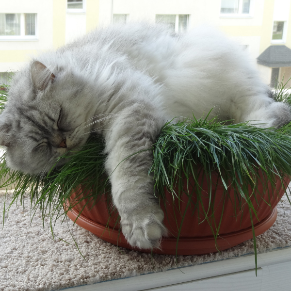 long haired gray cat sleeping in plant, 10 Signs Of A Healthy Cat To Look For
