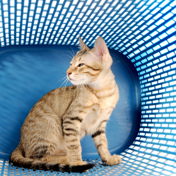 striped cat, 10 Signs Of A Healthy Cat To Look For
