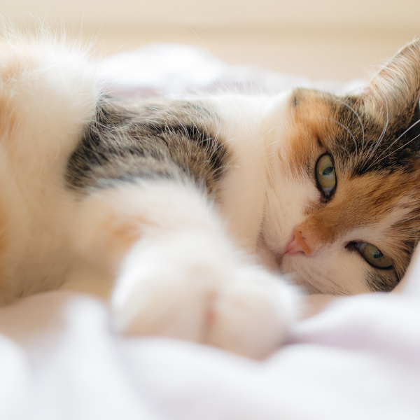 comfortable calico cat