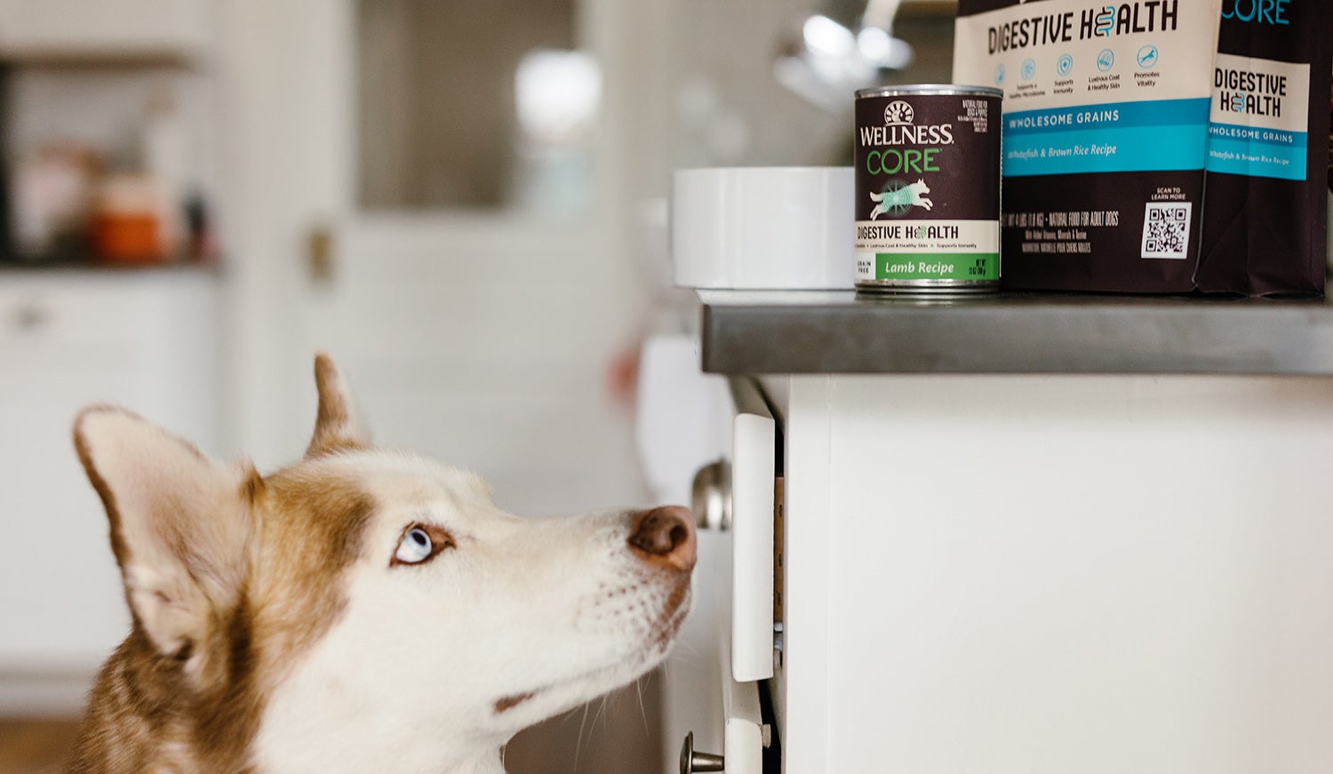 wellness core digestive health dog food, How do You Keep Your Pet’s Immune System Strong?
