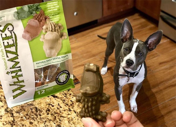 dog with WHIMZEES, Why is Doggie Dental Care So Important?