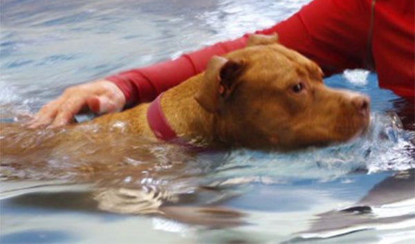 dogs gone swimming portland oregon, dog food, cat food, wellness pet food, healthy pet food