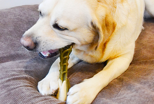 Labrador cleaning teeth with WHIMZEES dog dental treats
