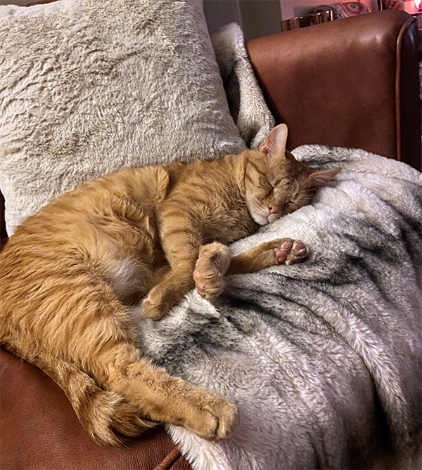 orange tabby sleeping