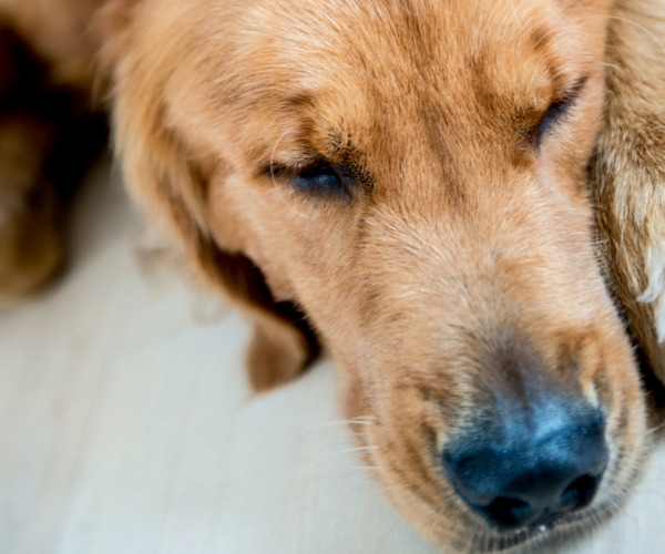 lyme disease dog. Wellness pet food. Dog food, best dog food, wet dog food, dry dog food, Lyme Disease in Dogs