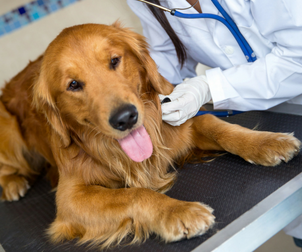 dog lyme disease veterinarian. Wellness pet food. Dog food, best dog food, wet dog food, dry dog food.