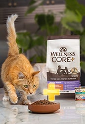 Wellness Core Plus for cats. Core+ for cats.