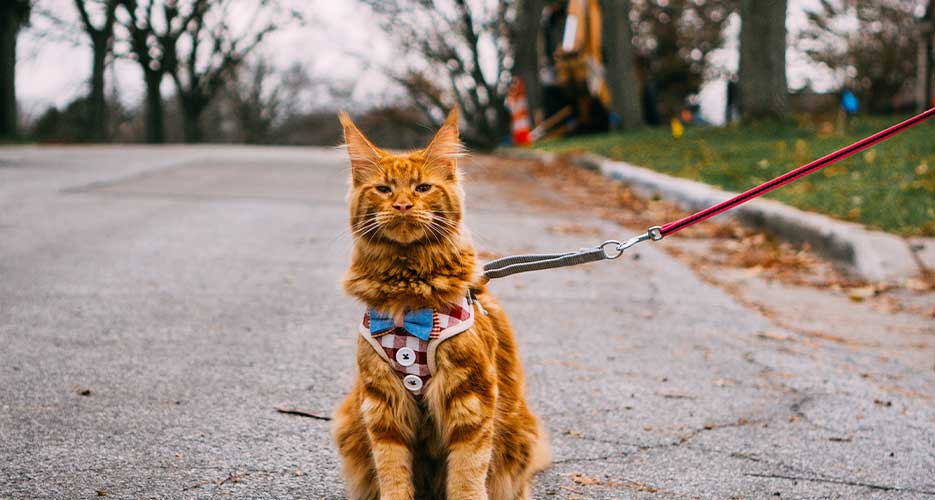 Cats and leashes cheap