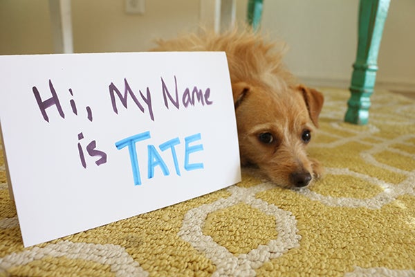 how to choose a name for your pet, Picking a Good Pet Name