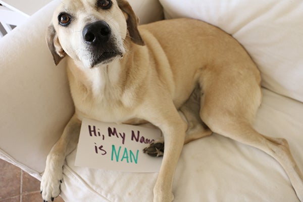how to choose a name for your pet, Picking a Good Pet Name