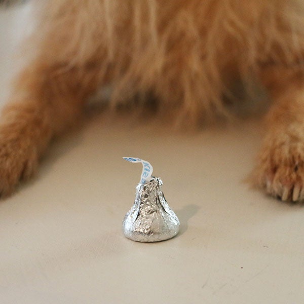 dog chocolate, poisoning in dogs