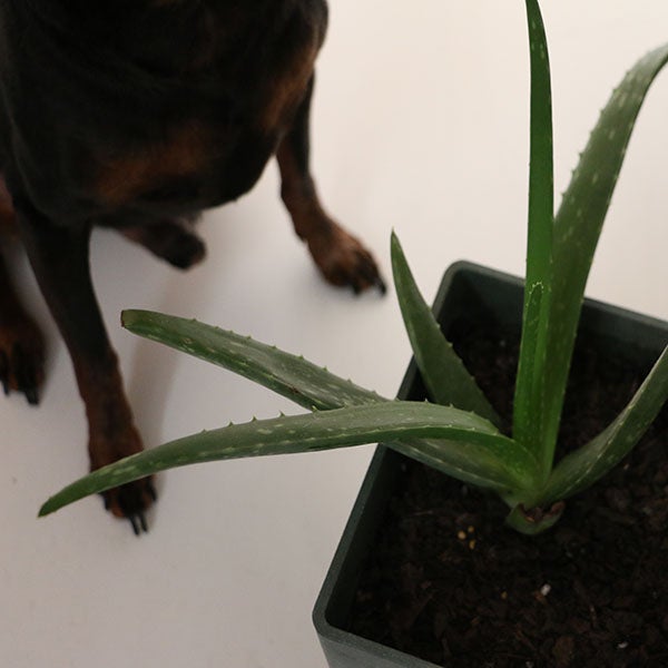 aloe plant, poisoning in dogs