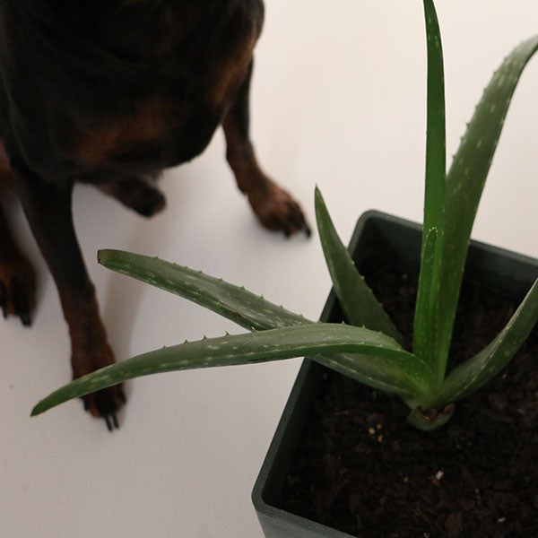 aloe plant