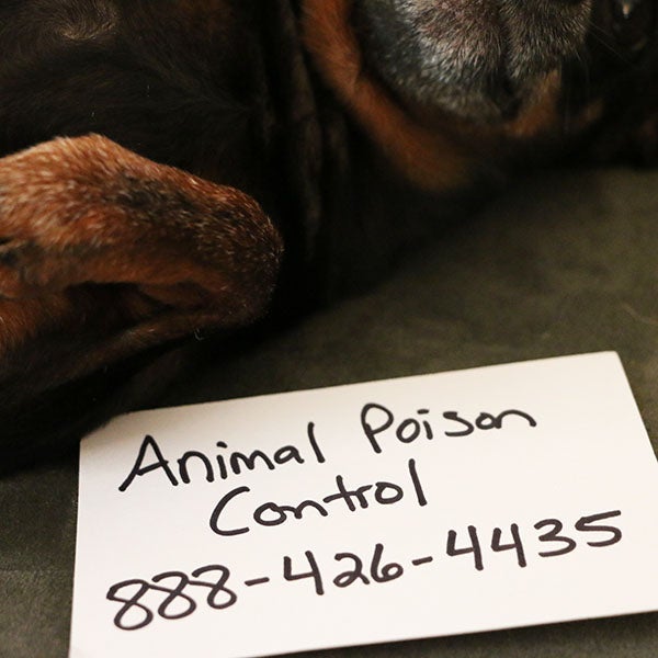 hotline, poisoning in dogs